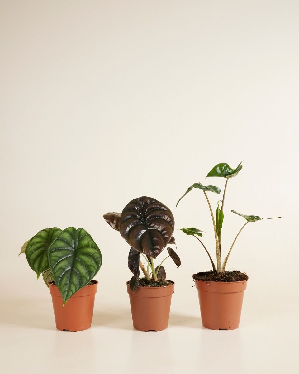 Alocasia set Productset