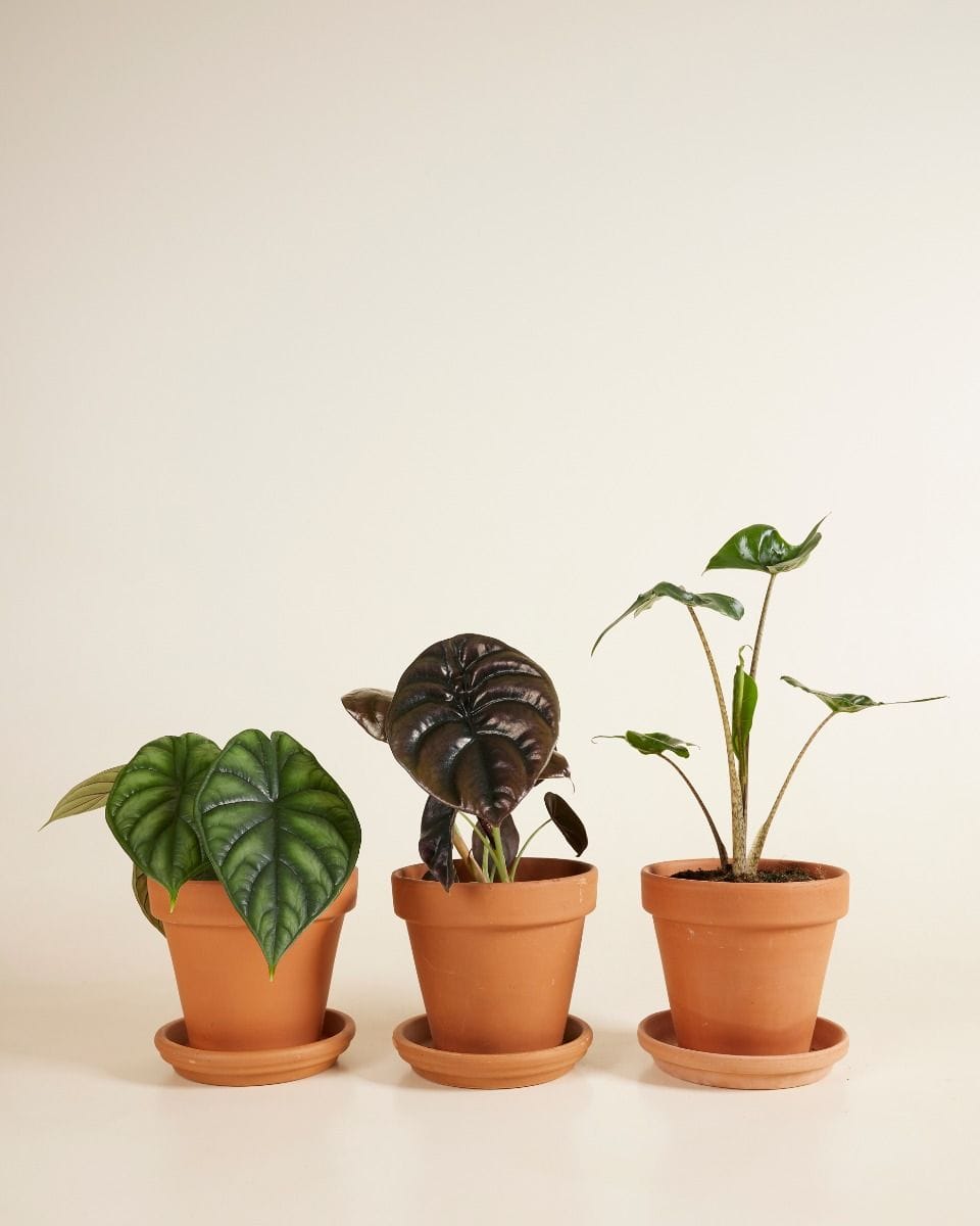 Alocasia set Productset
