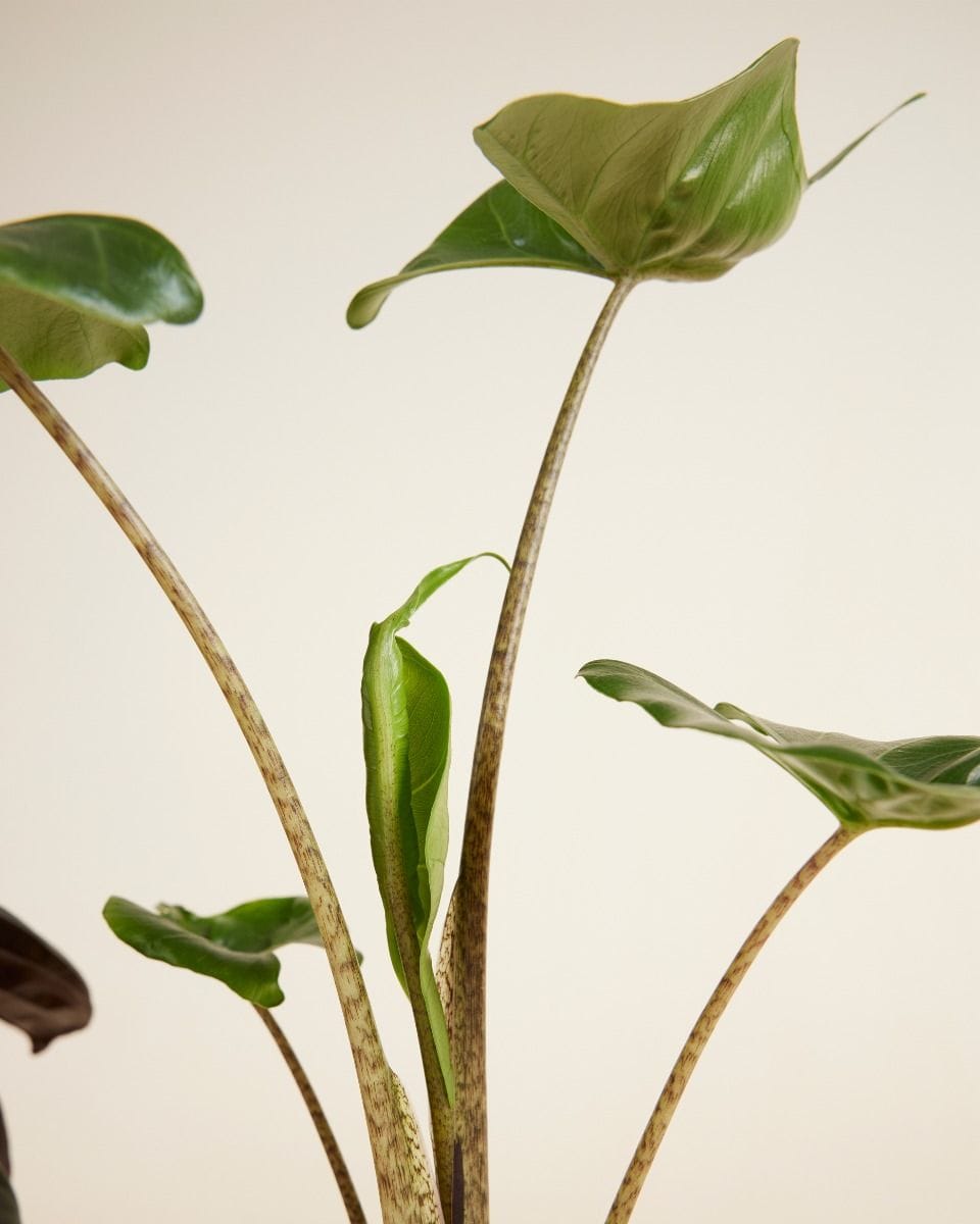 Alocasia set Productset