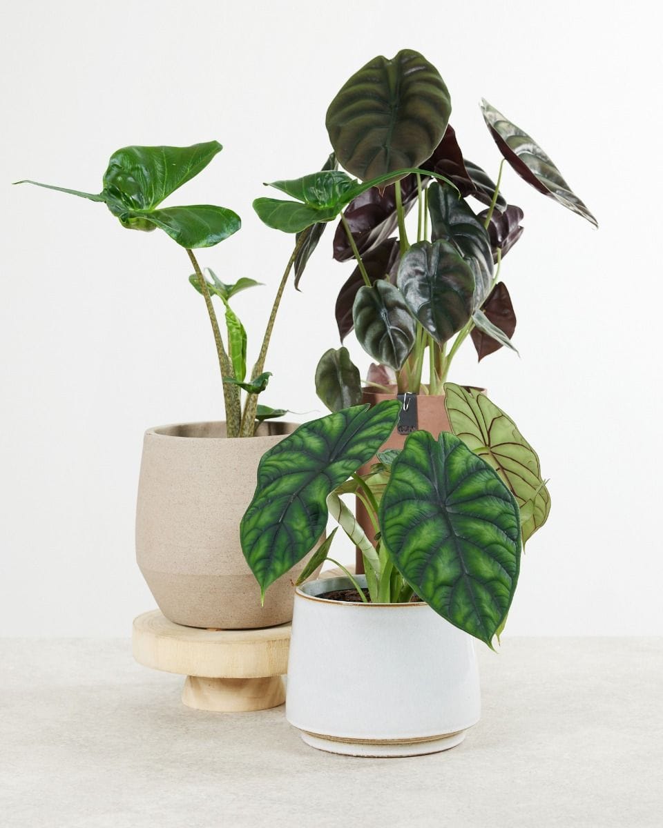 Alocasia set