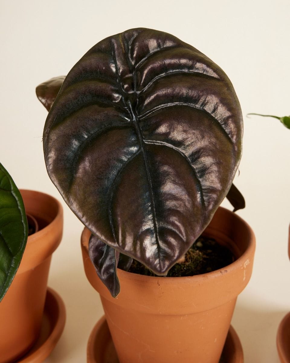 Alocasia set Productset