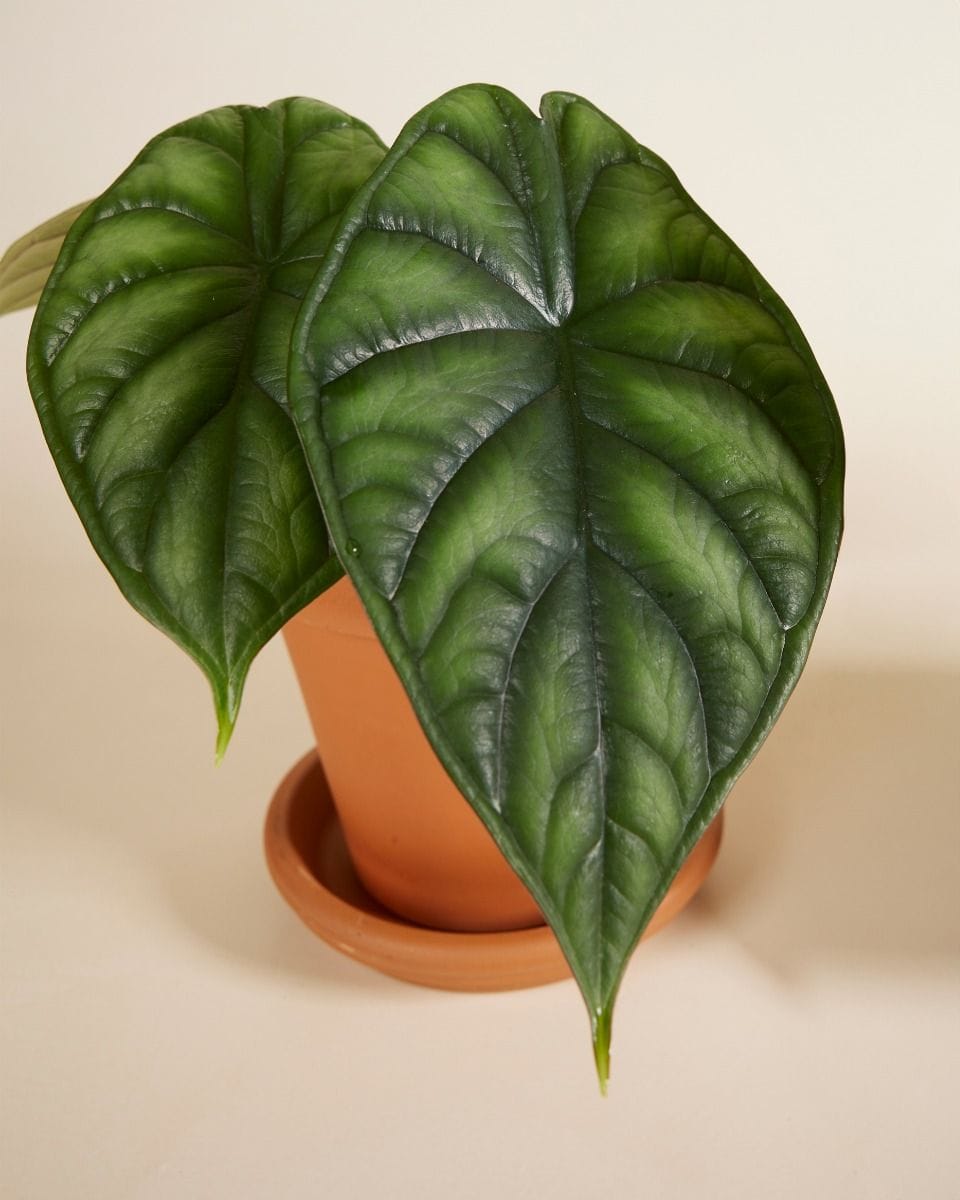 Alocasia set Productset