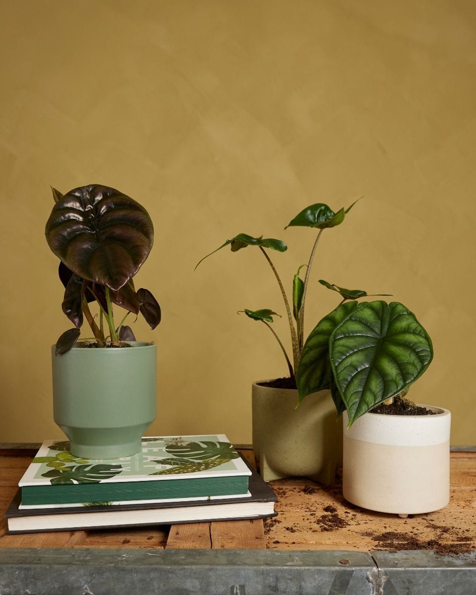 Alocasia set Productset