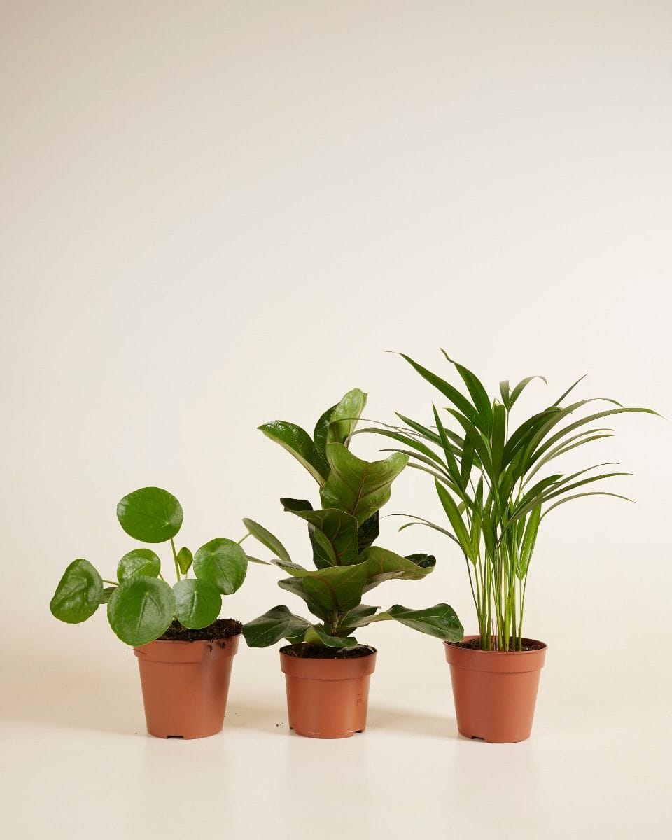 Must have set Productset