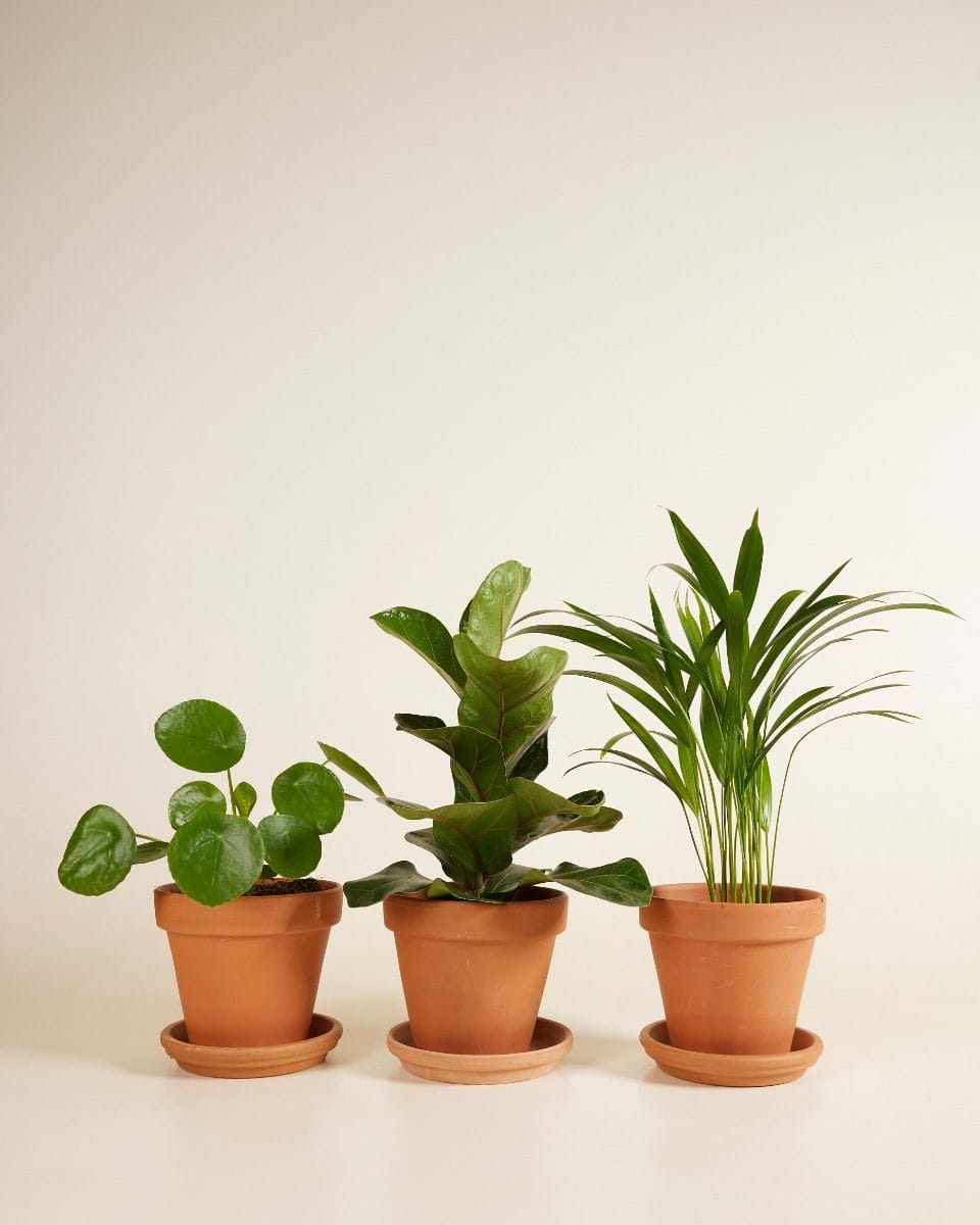 Must have set Productset