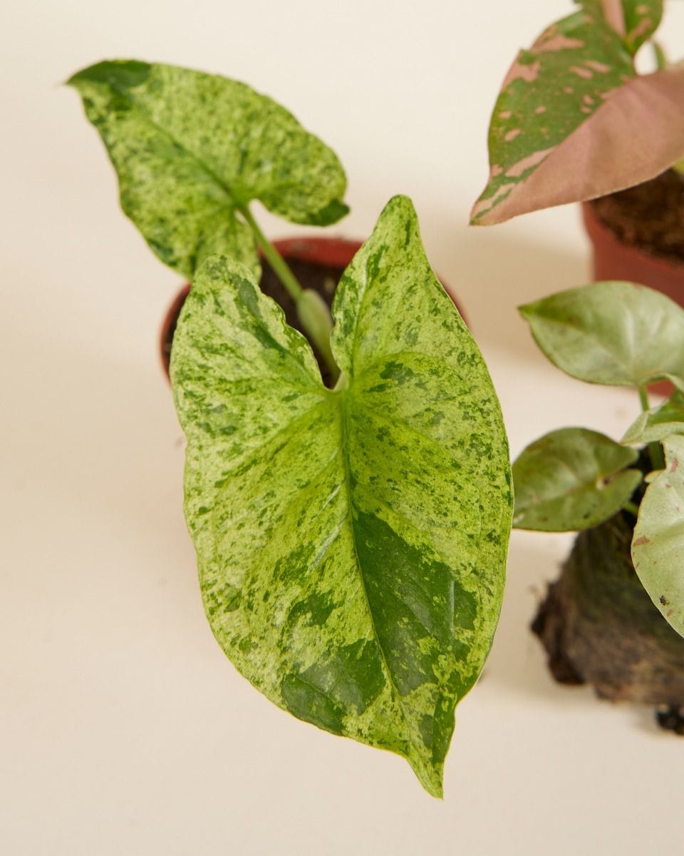 Syngonium Fiesta (set) Productset