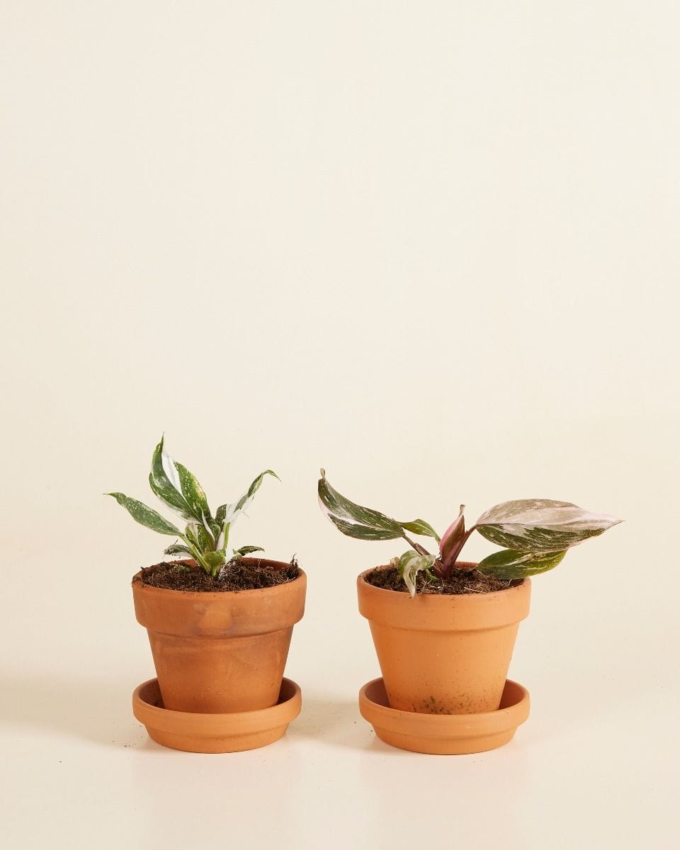 Philodendron Two Princesses Productset
