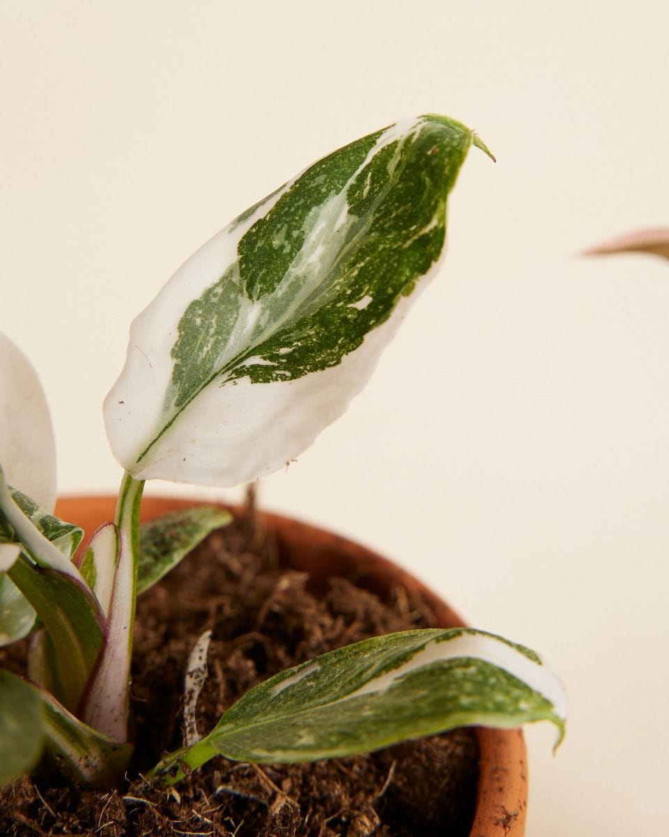 Philodendron Two Princesses Productset