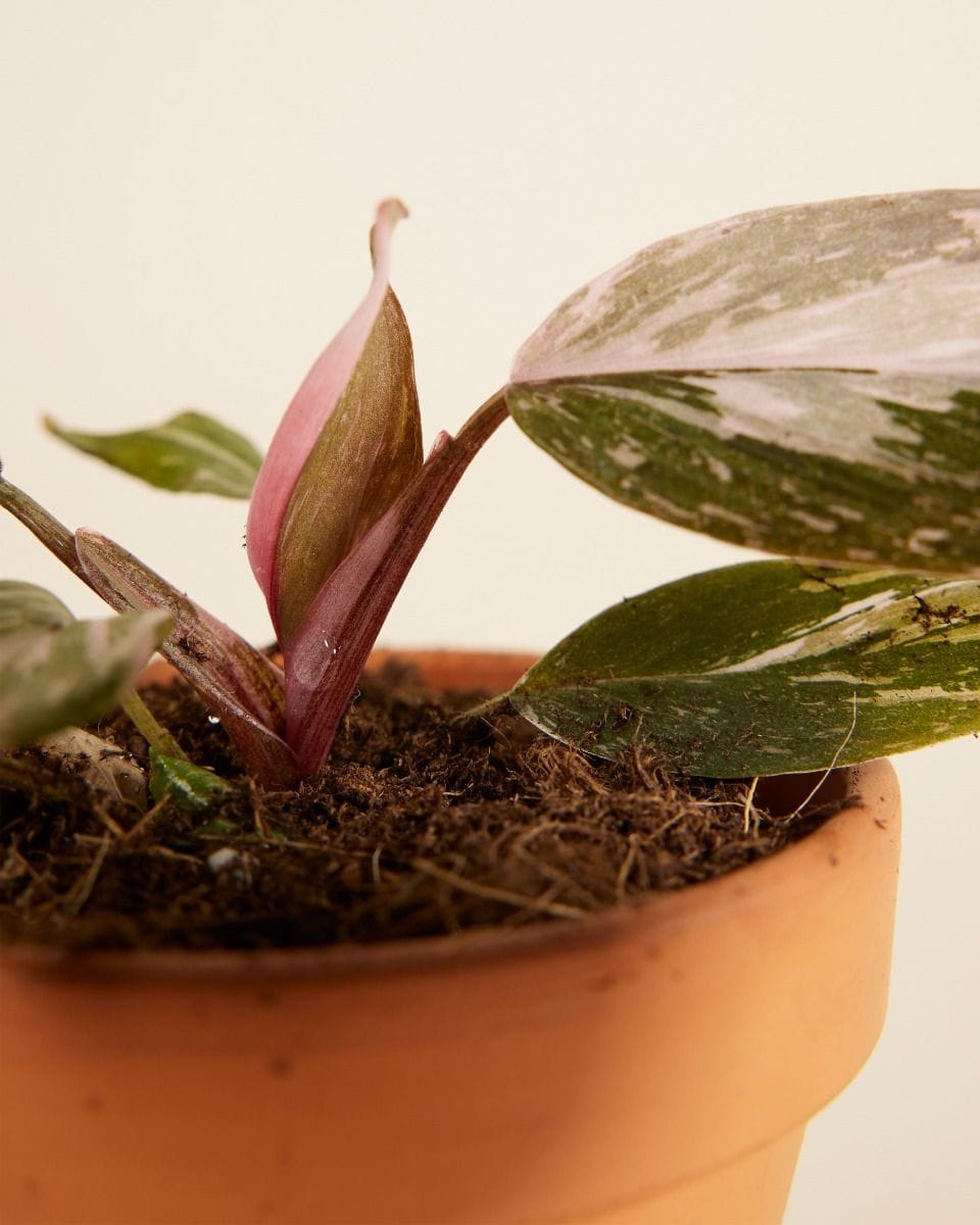 Philodendron Two Princesses Productset