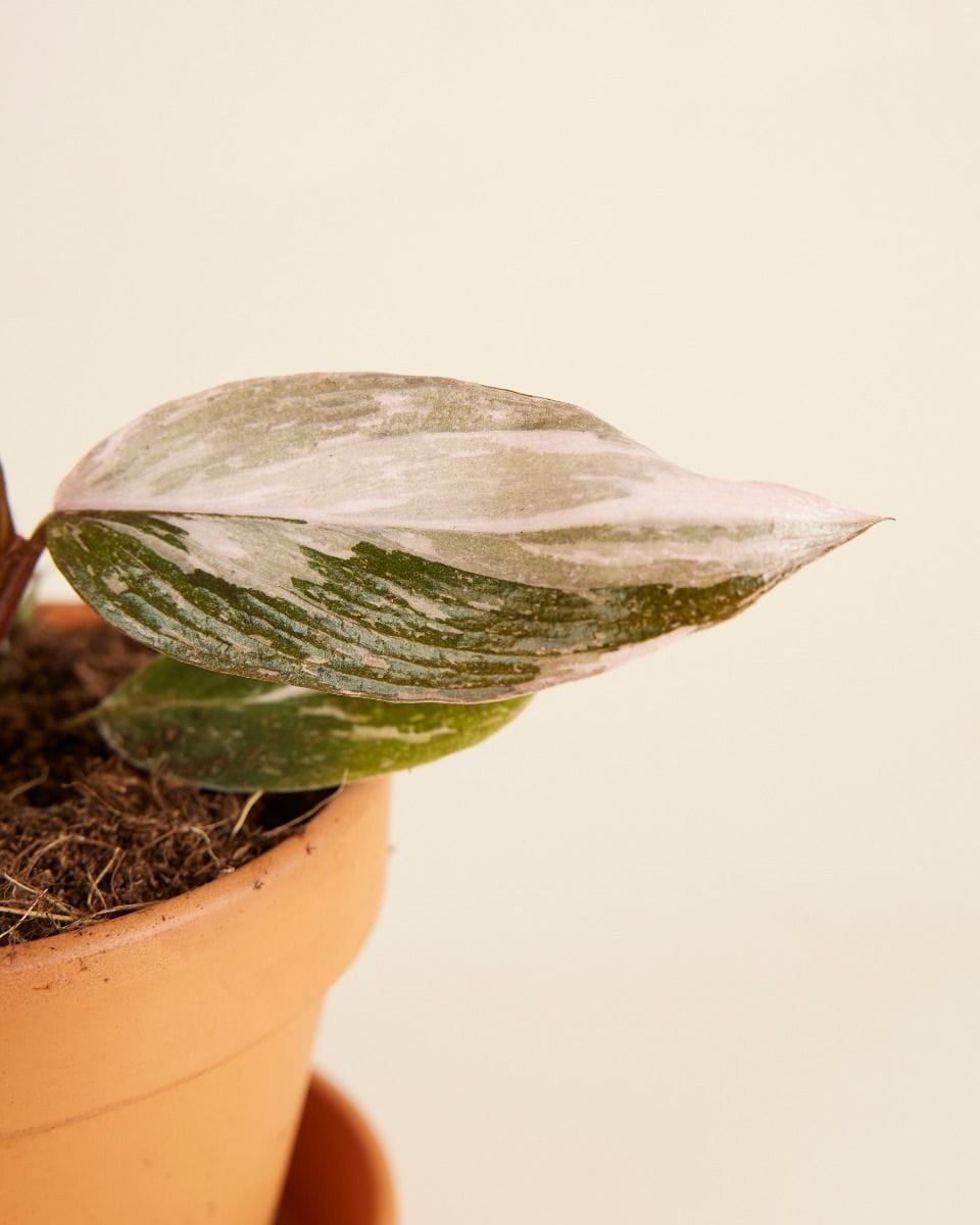 Philodendron Two Princesses Productset