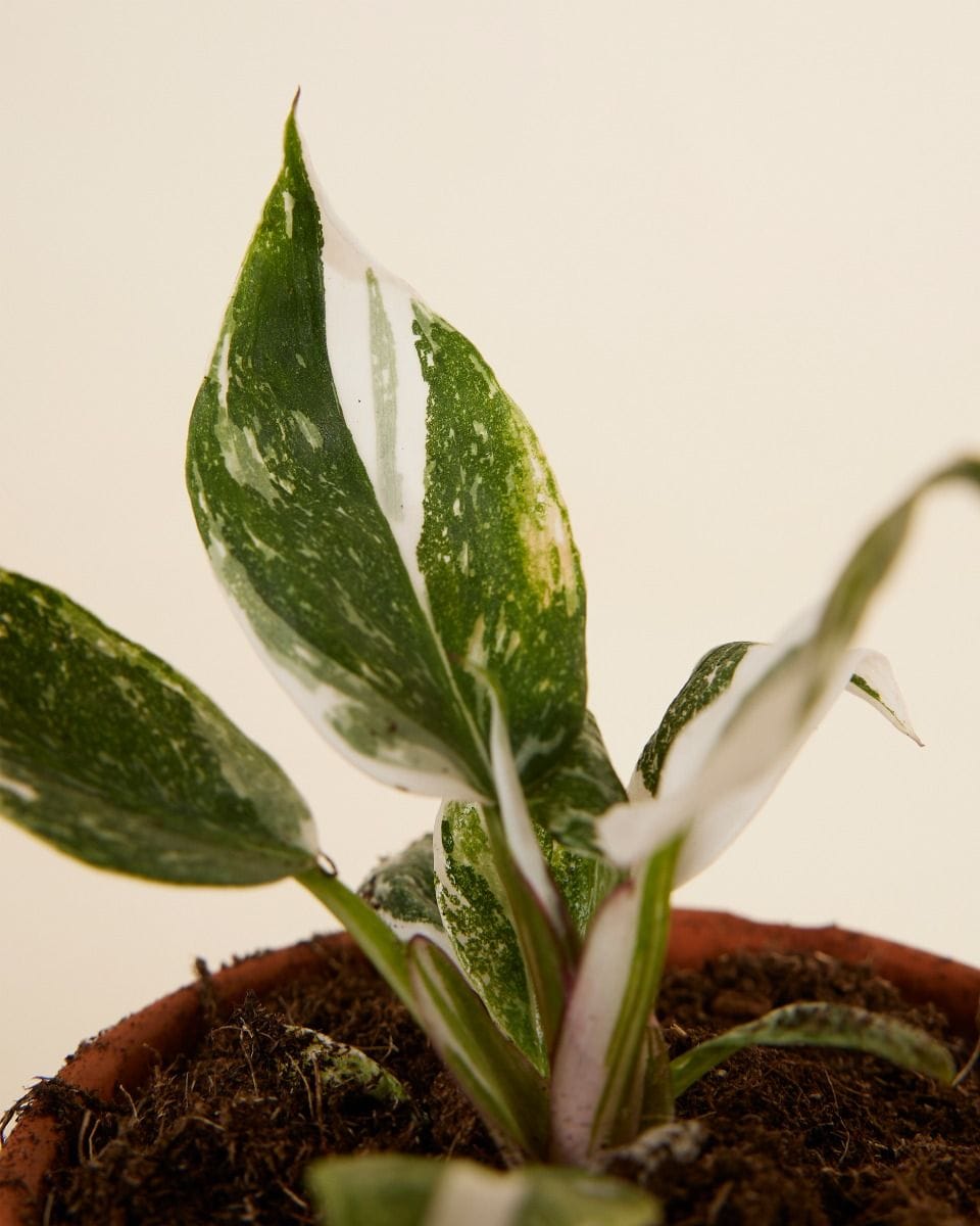 Philodendron Two Princesses Productset