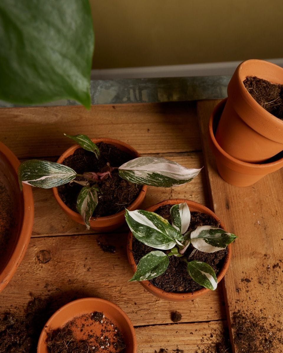 Philodendron Two Princesses Productset
