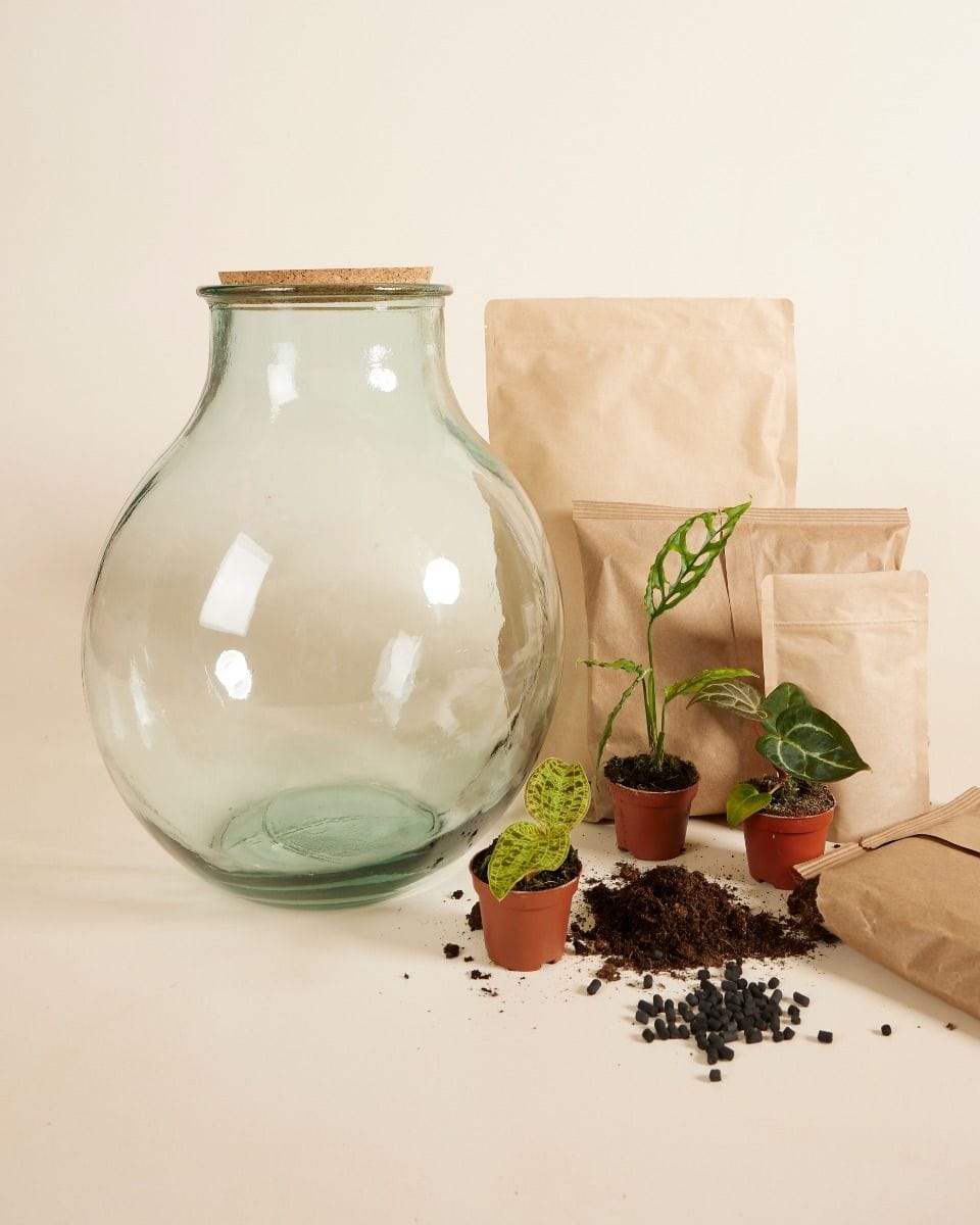 Olly Terrarium Large Expert Kit productset