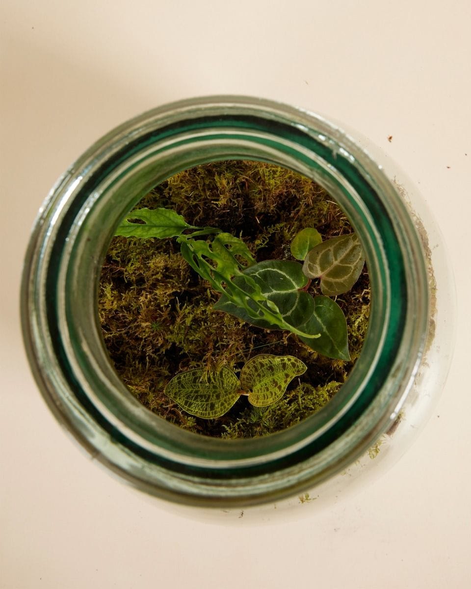 Olly Terrarium Large Expert Kit productset