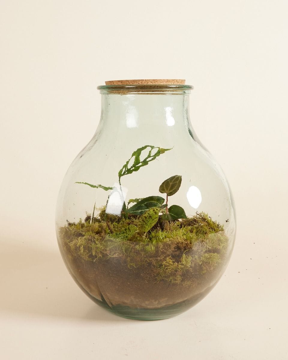 Olly Terrarium Large Expert Kit productset
