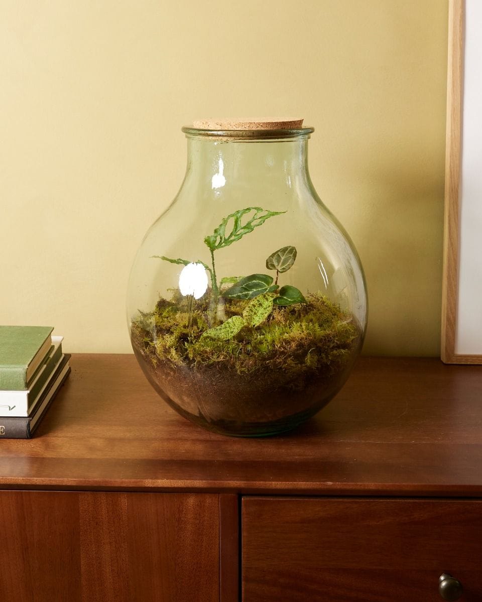 Olly Terrarium Large Expert Kit productset