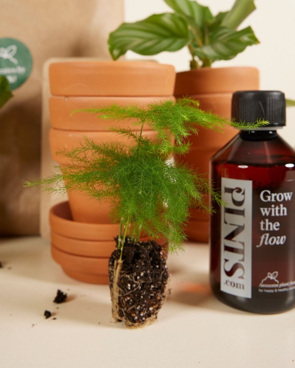 Planthobby Starterkit 6 Planten Productset