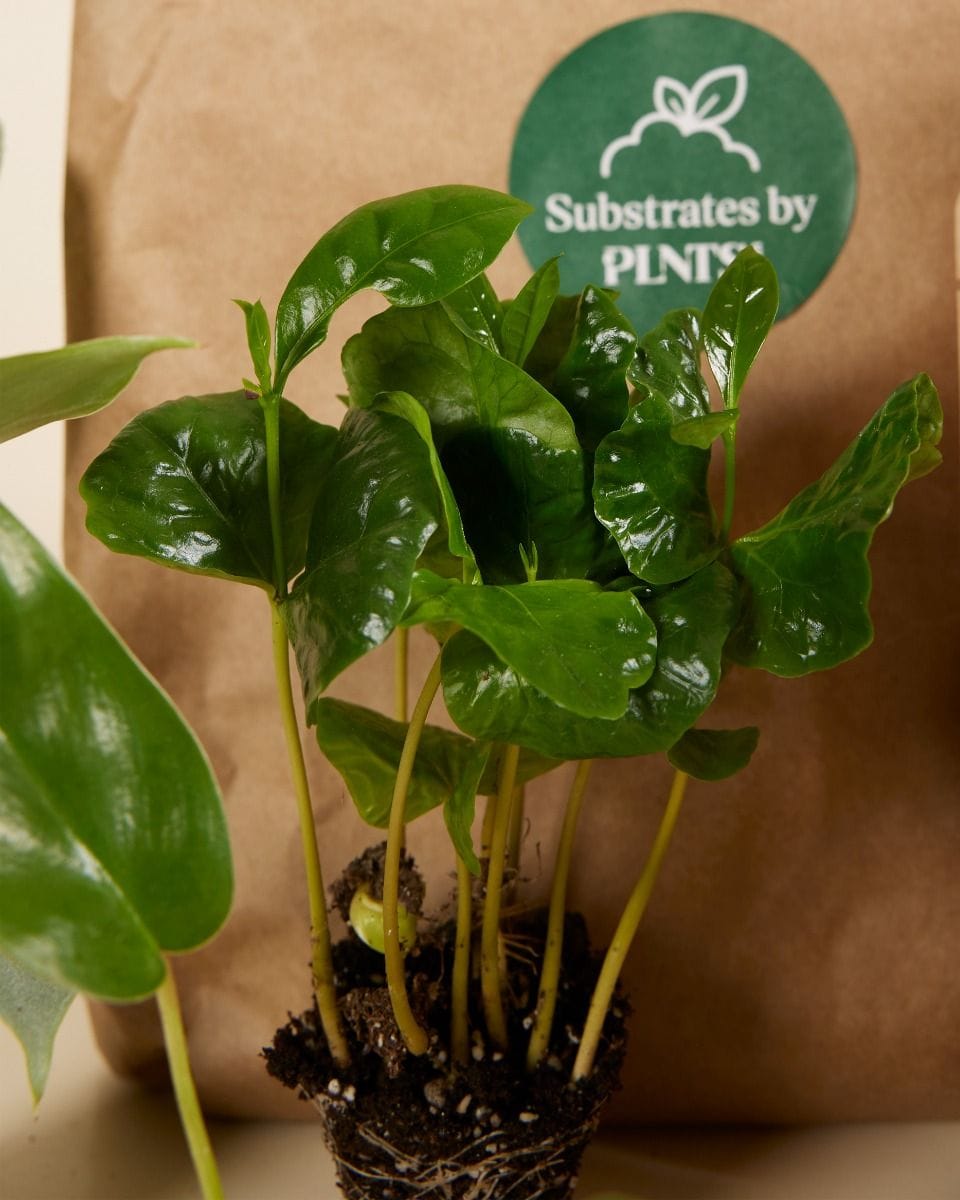 Planthobby Starterkit 6 Planten Productset