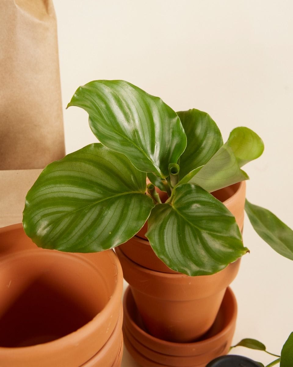 Planthobby Starterkit 6 Planten Productset