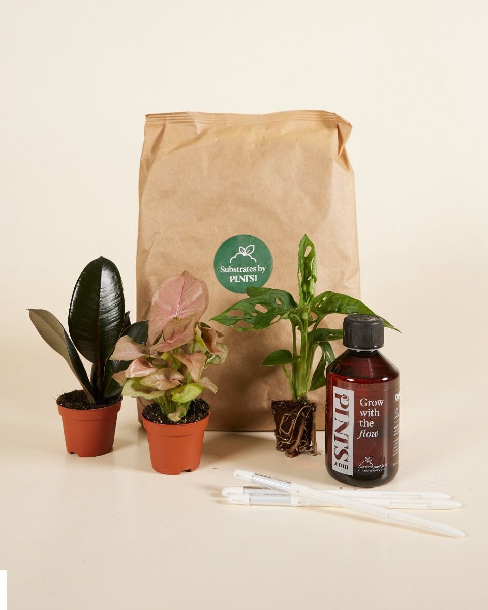 Easy Care Set 3 Plants Productset