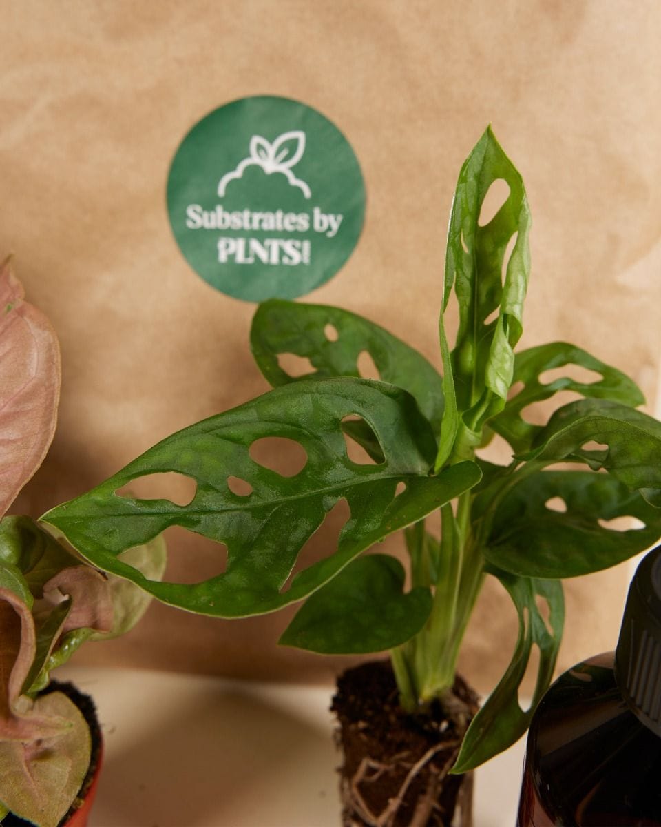 Easy Care Set 3 Plants Productset