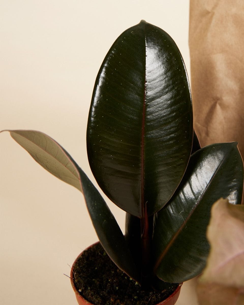 Easy Care Set 3 Plants Productset