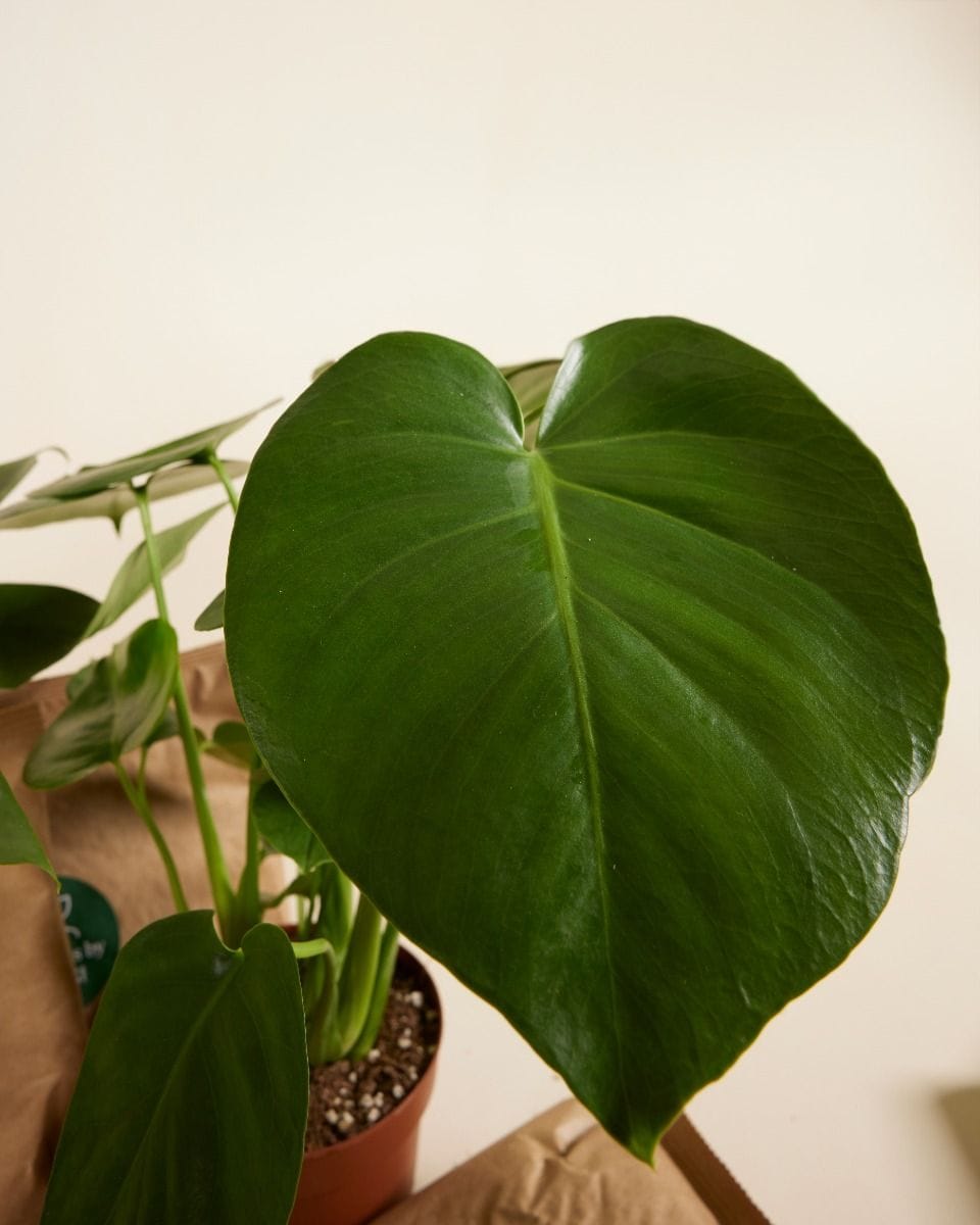 Top Monstera Stars Set Productset