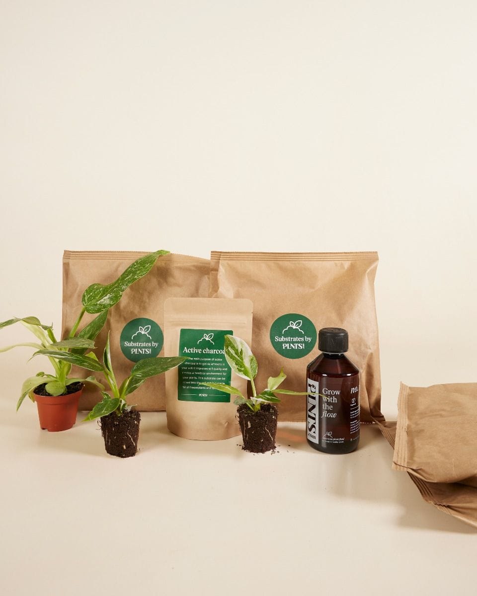 Top Philodendron Stars Set Productset
