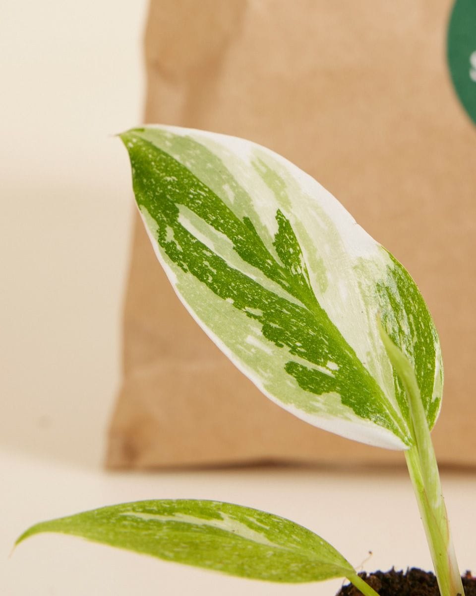 Top Philodendron Stars Set Productset