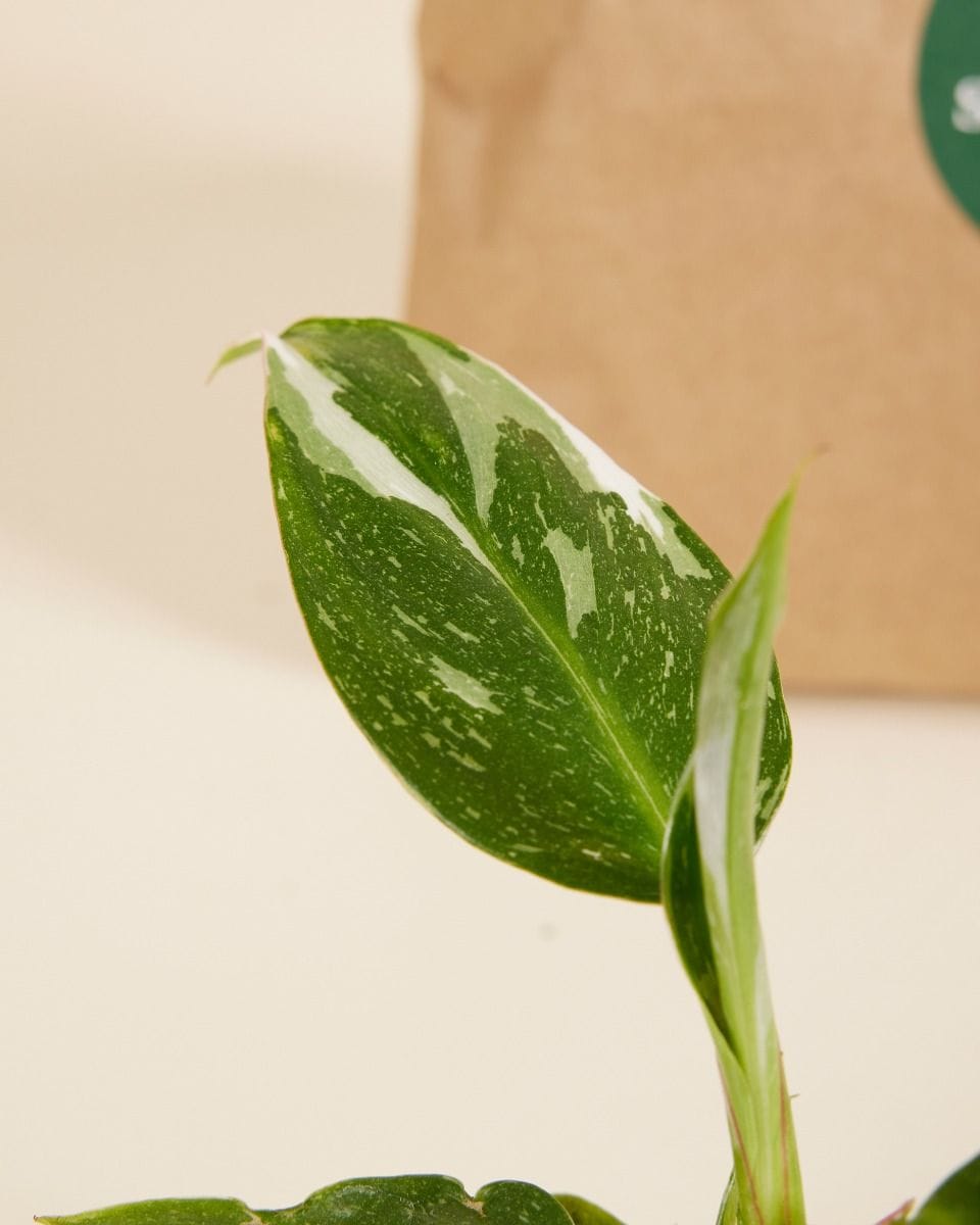 Top Philodendron Stars Set Productset