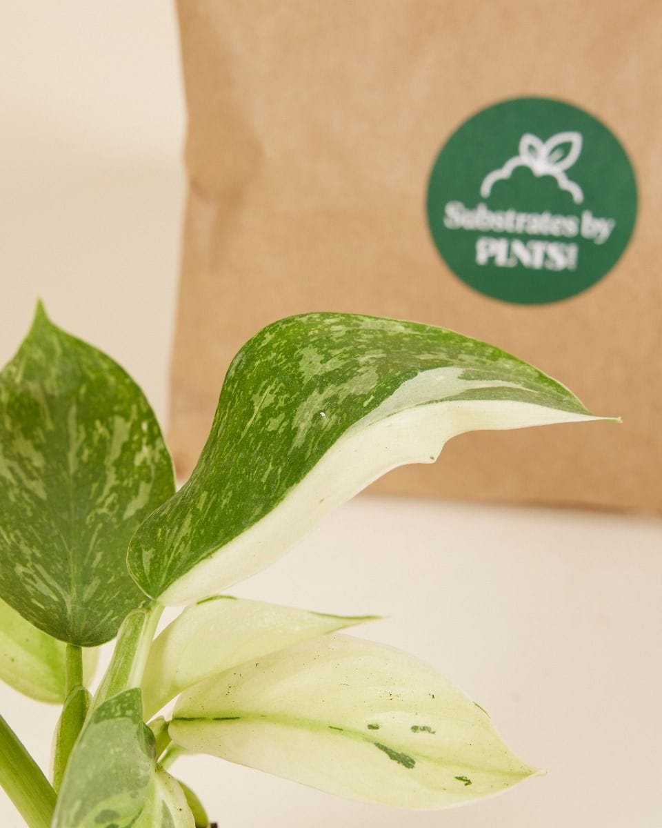 Top Philodendron Stars Set Productset