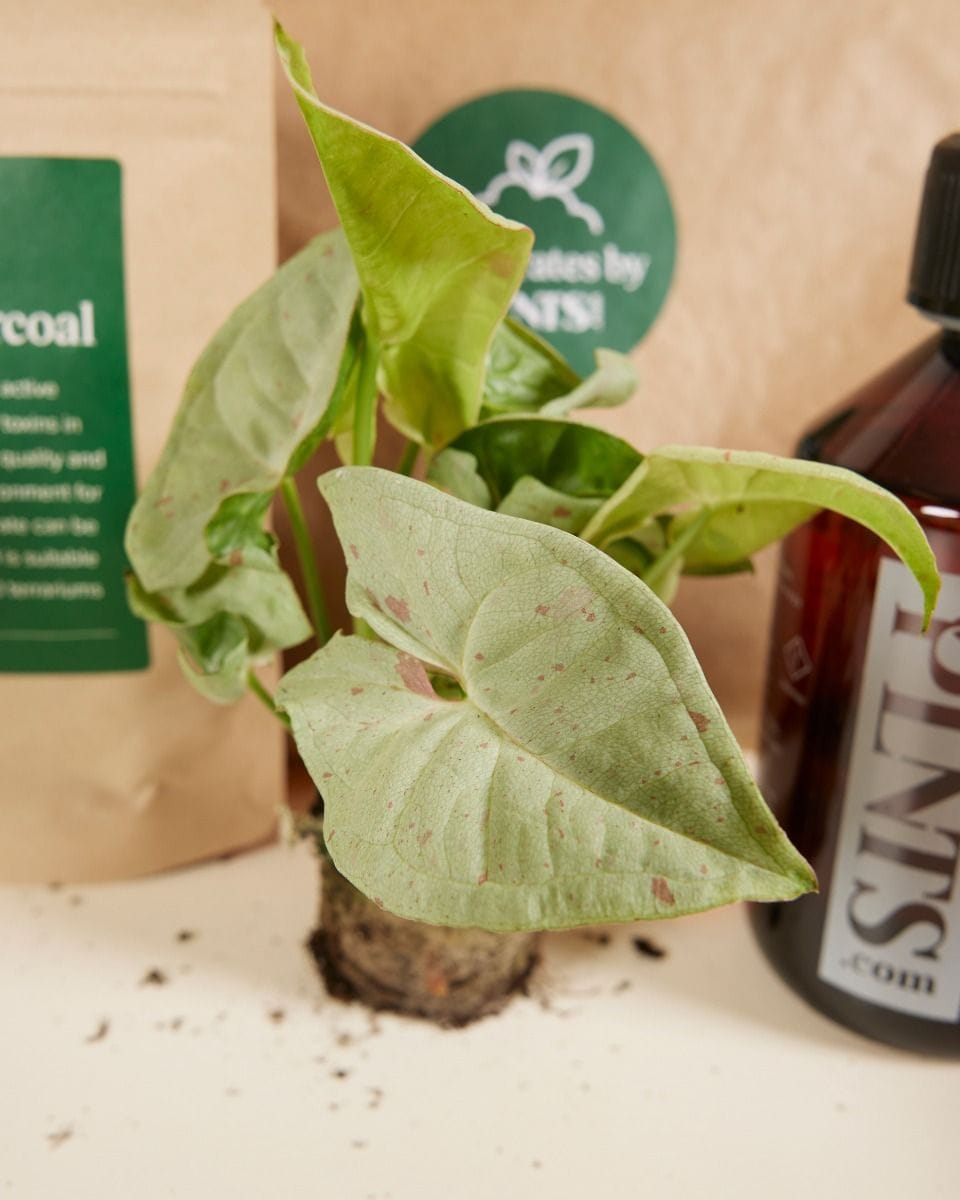 Top Syngonium Stars Set Productset