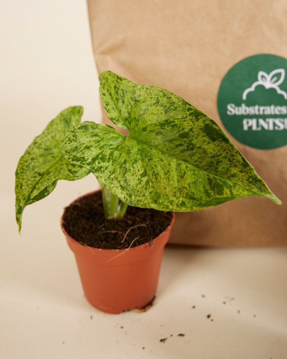 Top Syngonium Stars Set Productset
