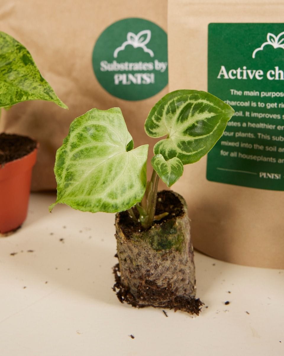 Top Syngonium Stars Set Productset
