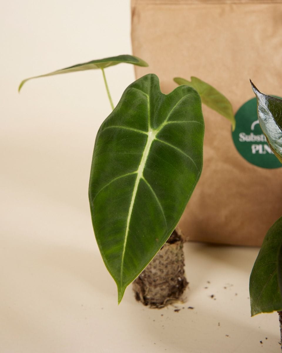 Top Alocasia Stars Set Productset