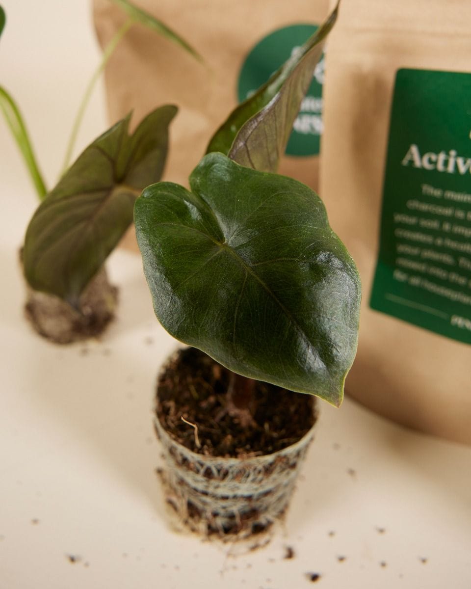 Top Alocasia Stars Set Productset