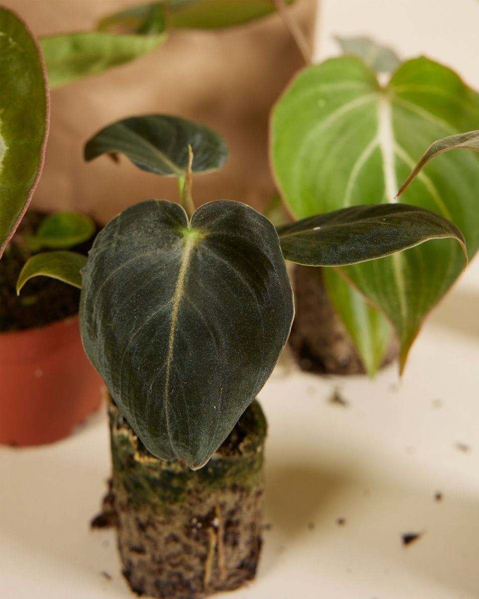 Rare Plant Super Baby Mix Set Productset