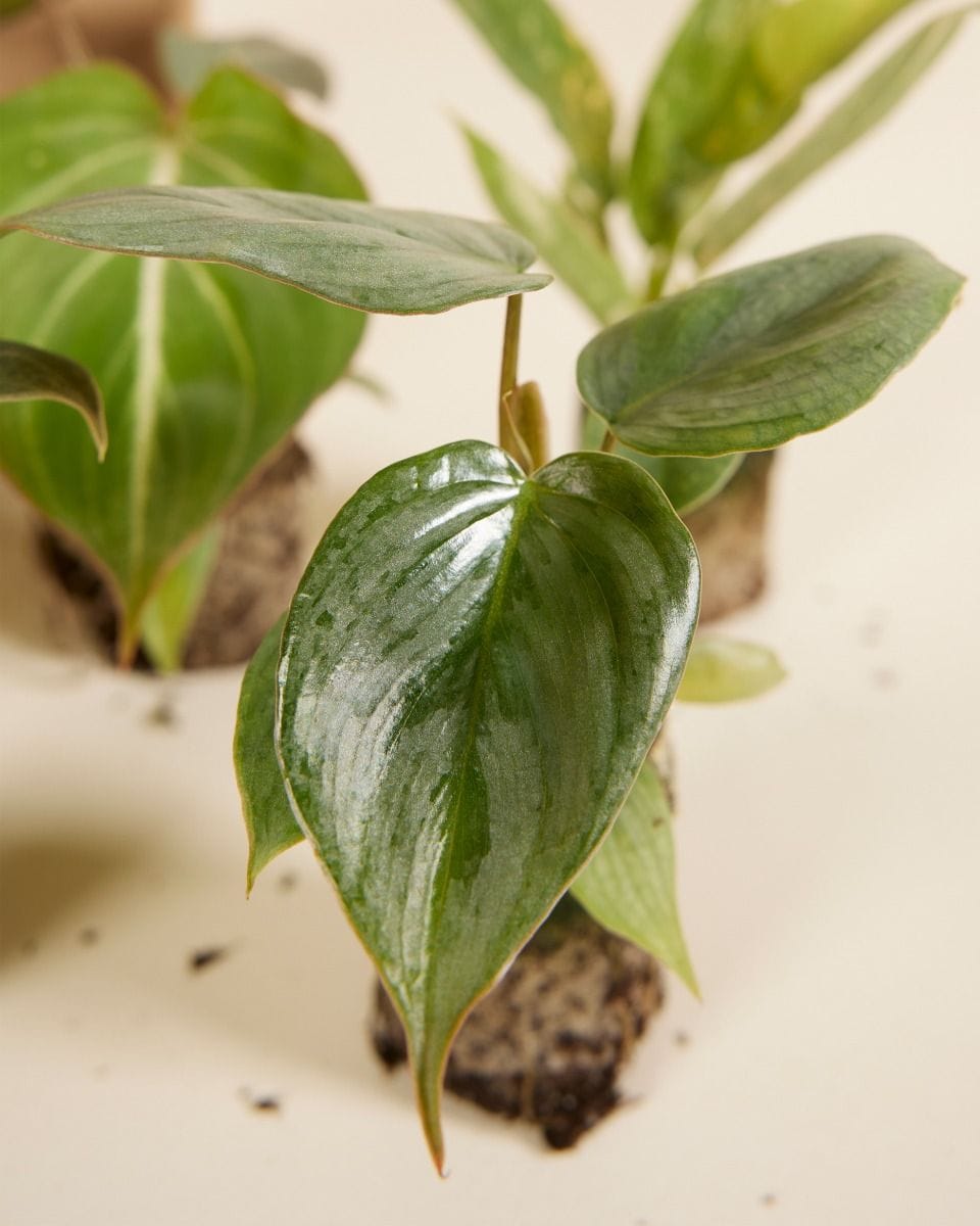 Rare Plant Super Baby Mix Set Productset