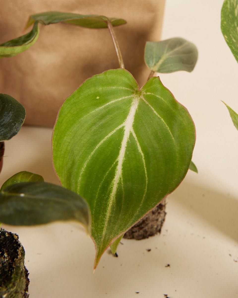 Rare Plant Super Baby Mix Set Productset