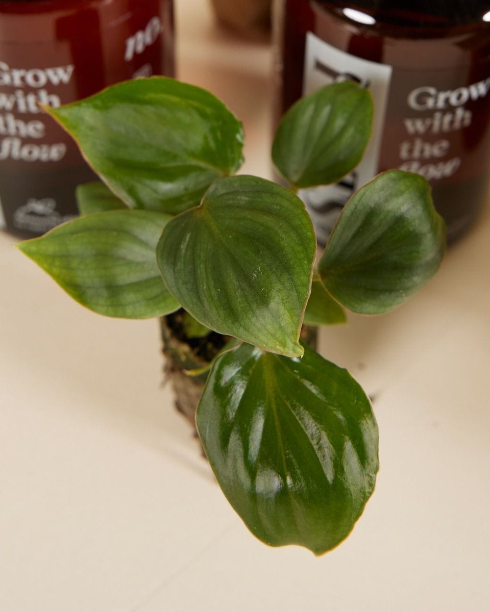 Rare Plant Super Baby Mix Set Productset