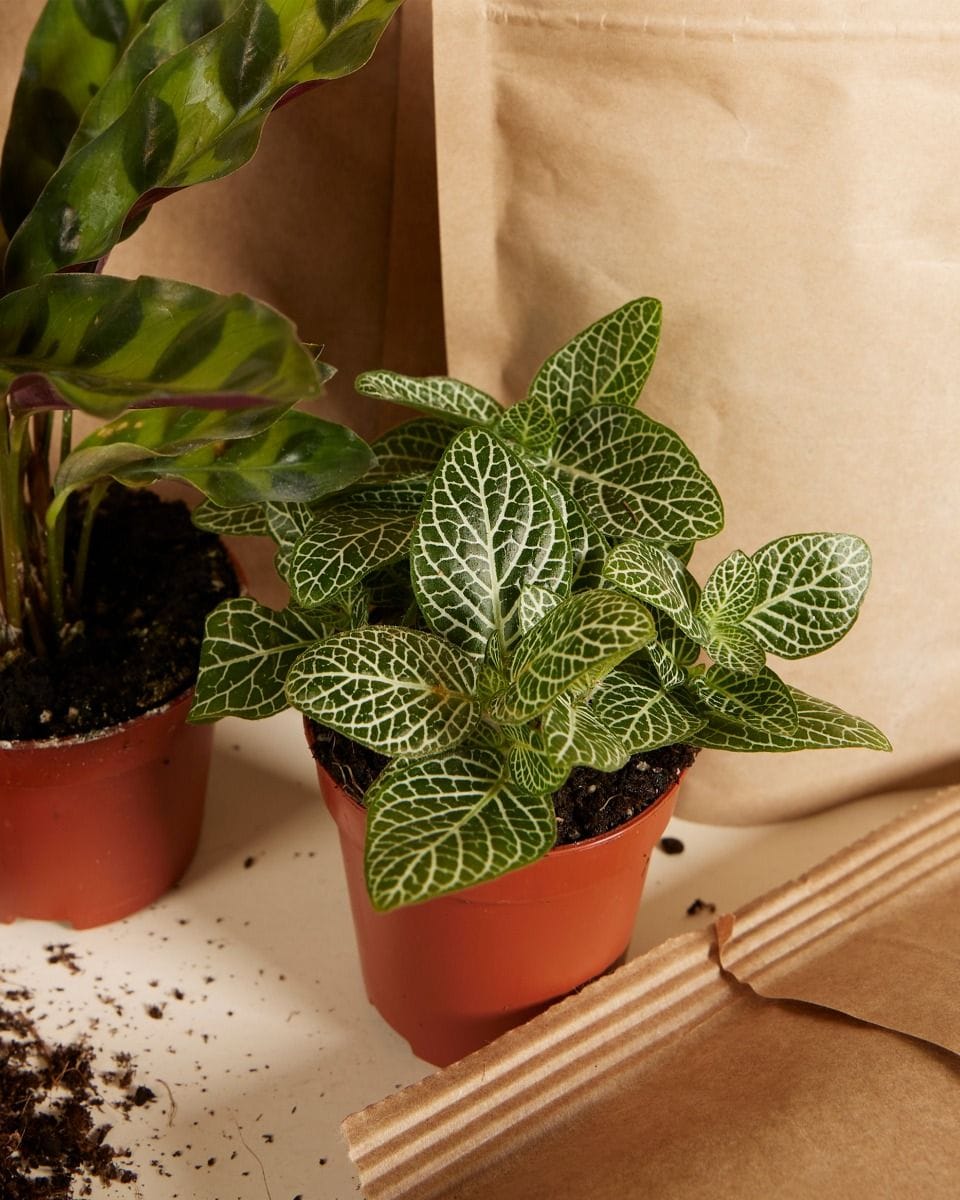 Bello Terrarium Medium Starter Kit productset