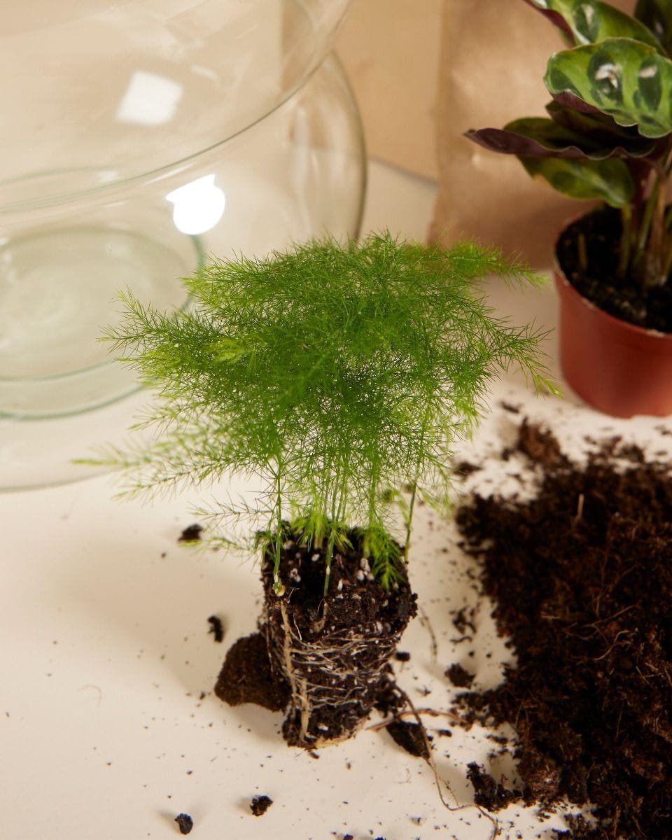 Bello Terrarium Medium Starter Kit productset