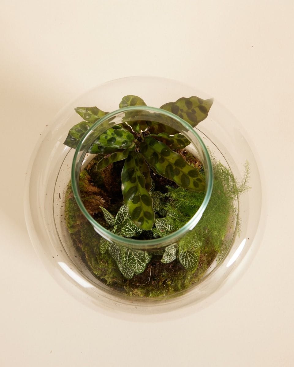 Bello Terrarium Medium Starter Kit productset