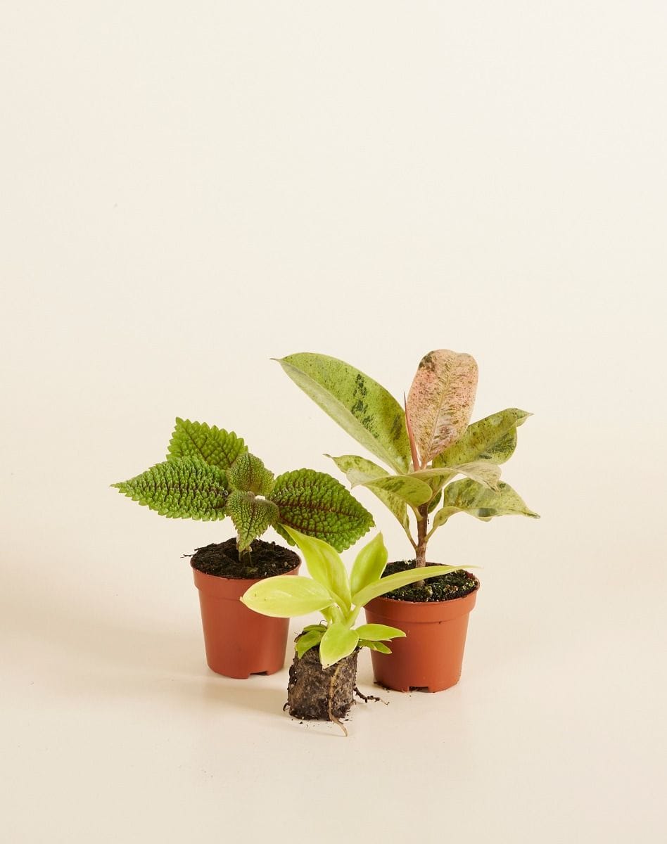 New Moon Set Productset