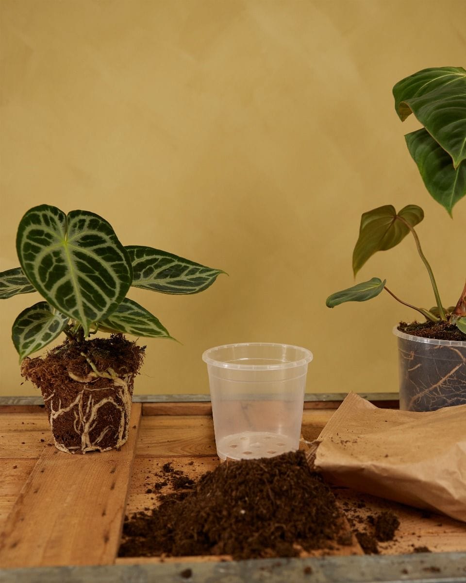 Set of 5 Nursery Planters Transparent Ø 15 cm Productset