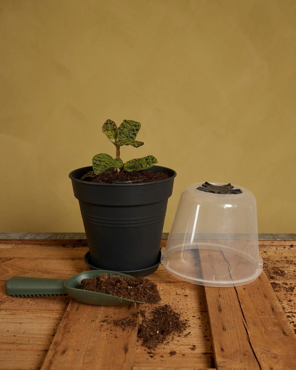 Elho Hagrid Grow Pot Productset