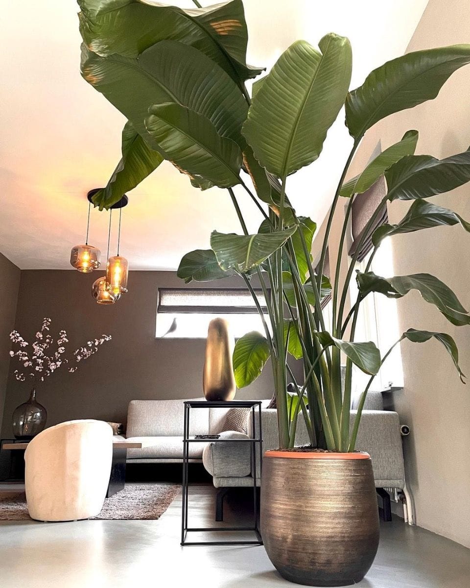Strelitzia Nicolai Bird of Paradise