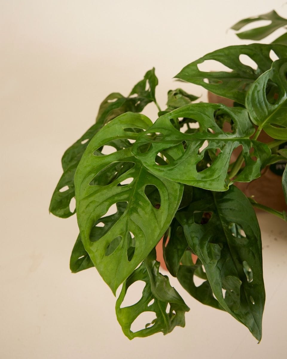 Top Monstera Stars Set Productset