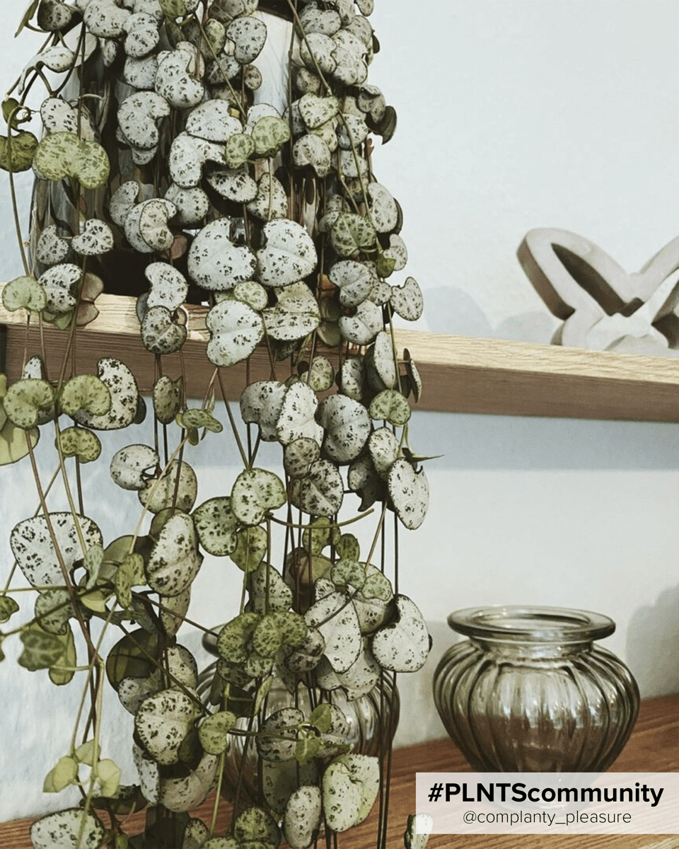 Bebé Ceropegia String of Hearts, Rosary Vine Woodii
