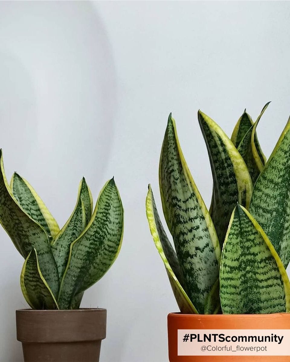 Sansevieria Futura Superba Snake Plant